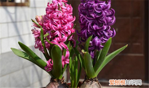 风信子开花后怎么处理水培风信子花谢如何解决