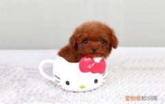 茶杯犬寿命有多长时间 茶杯犬寿命一般能活多少年