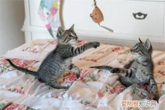 幼猫怎么区分长毛短毛和长毛 幼猫怎么区分长毛短毛