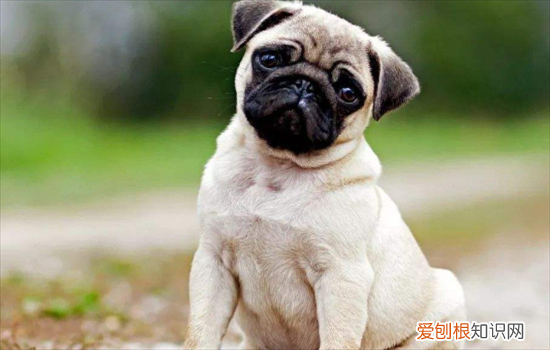 巴哥犬属于斗牛犬吗 巴哥犬和斗牛犬的区别