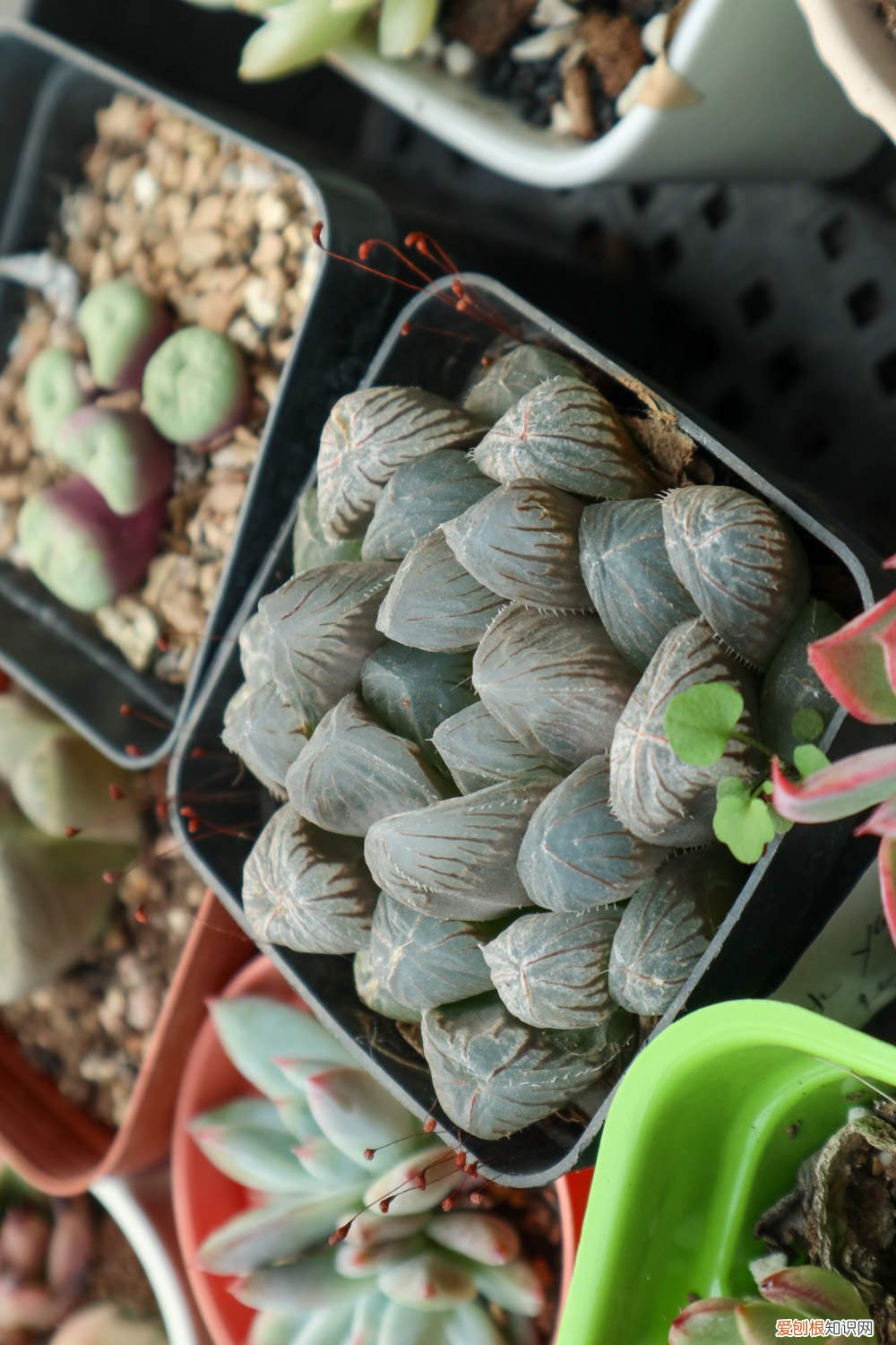 玉露闷养方法,闷养多久可以见效果 玉露闷养方法，闷养多久可以见效