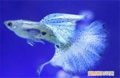 凤尾鱼怎么养 养凤尾鱼的三大要求介绍