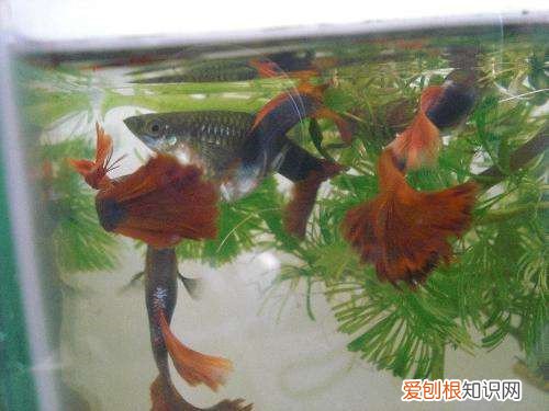 凤尾鱼怎么养 养凤尾鱼的三大要求介绍