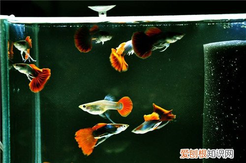 凤尾鱼怎么养 养凤尾鱼的三大要求介绍