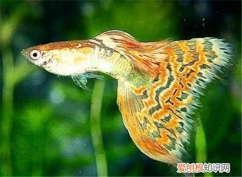 凤尾鱼怎么养 养凤尾鱼的三大要求介绍