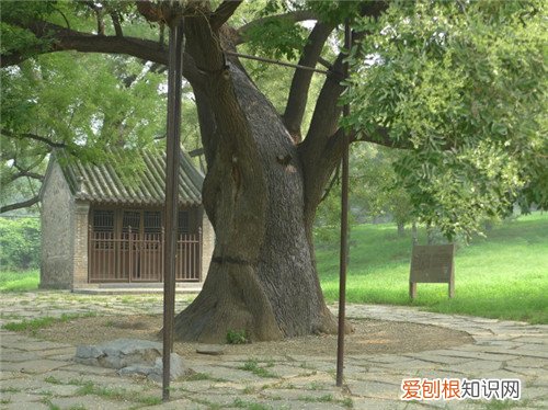 老槐树图片欣赏 老槐树的有关资料