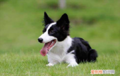 ?为什么边牧是冷门狗