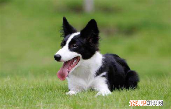 ?为什么边牧是冷门狗