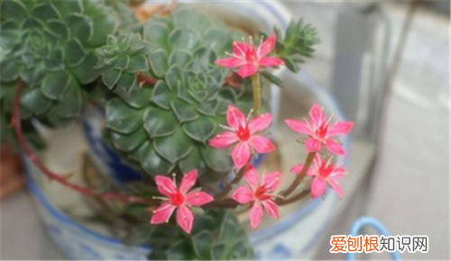 观音莲开花吗如何养殖观音莲