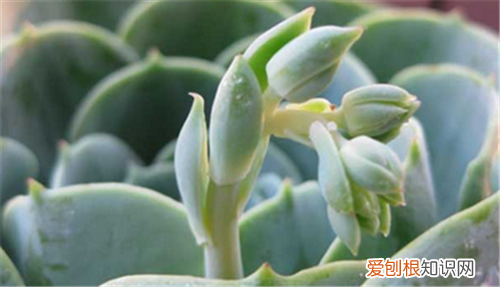 观音莲开花吗如何养殖观音莲