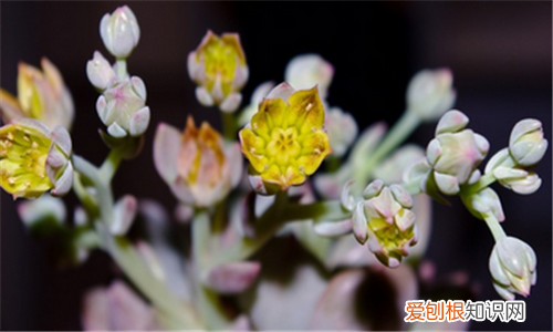 观音莲开花吗如何养殖观音莲