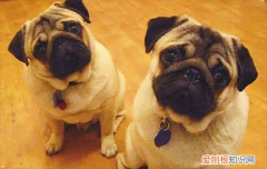 ?巴哥犬纯不纯如何辨别