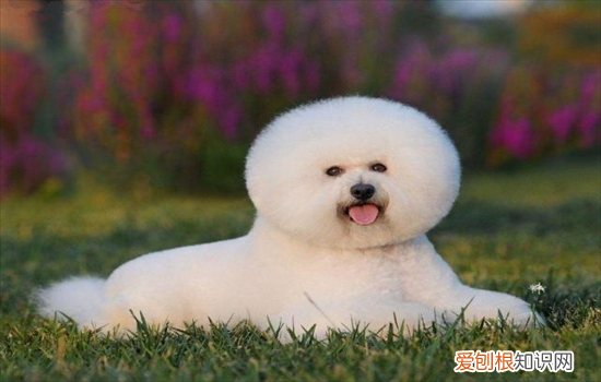 比熊是泰迪吗还是泰迪 比熊是泰迪吗