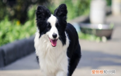 ?边牧的智商有多高