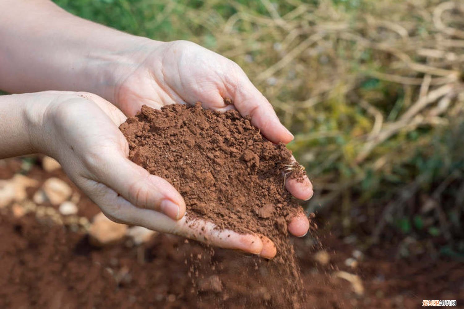 松针土适合种什么花,怎么制作的 松针土适合种什么花，怎么制作