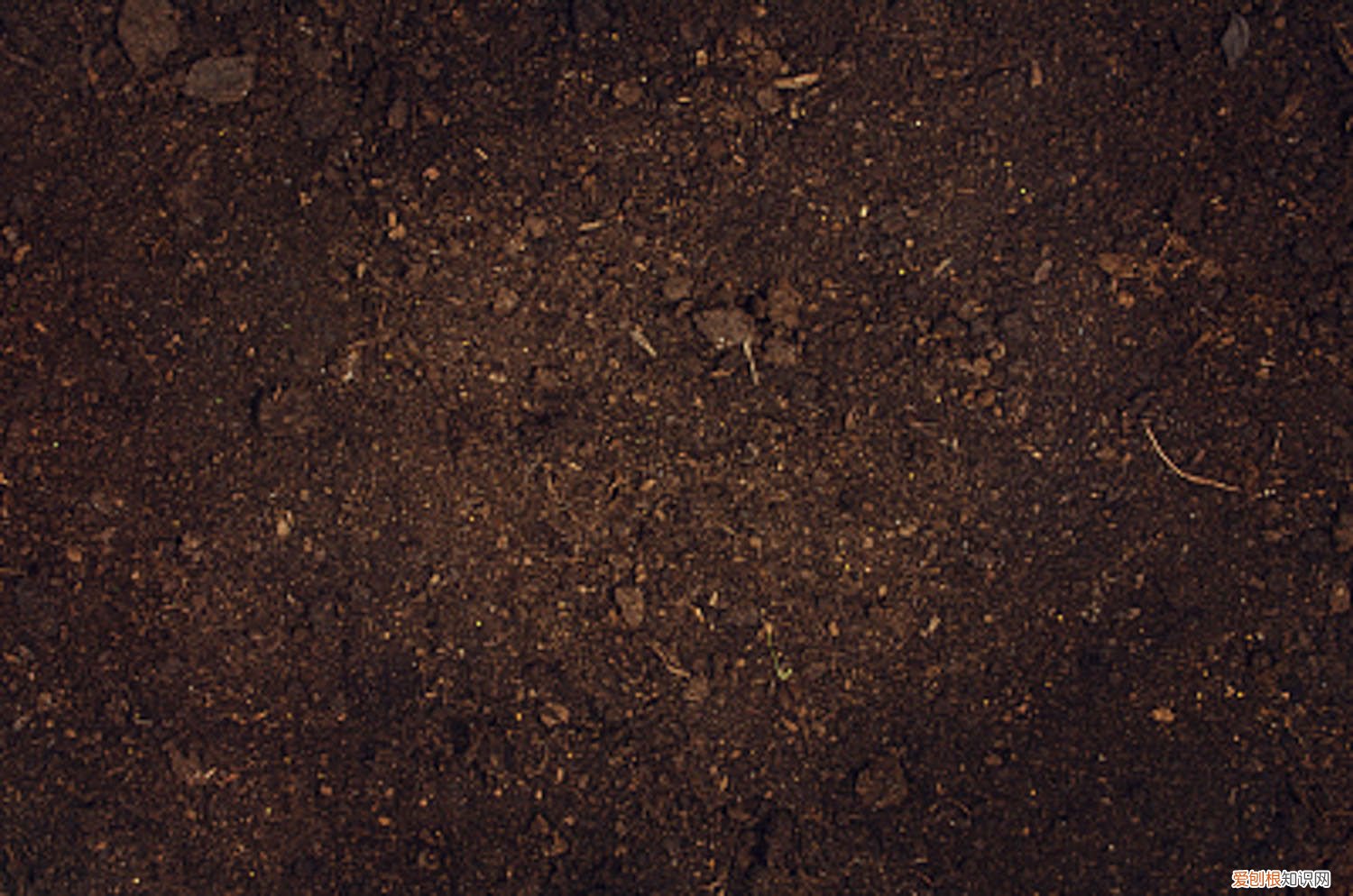 松针土适合种什么花,怎么制作的 松针土适合种什么花，怎么制作