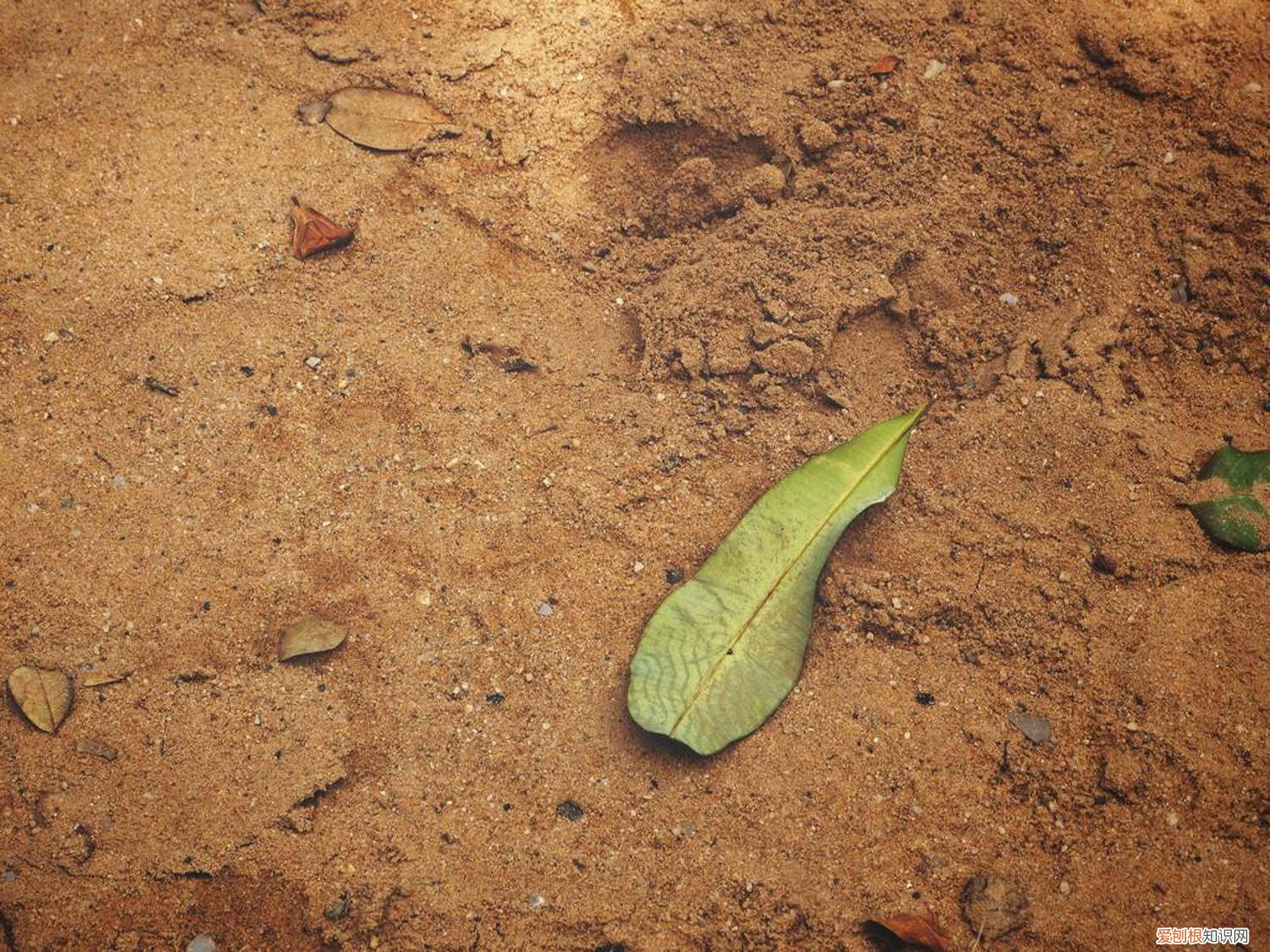 松针土适合种什么花,怎么制作的 松针土适合种什么花，怎么制作