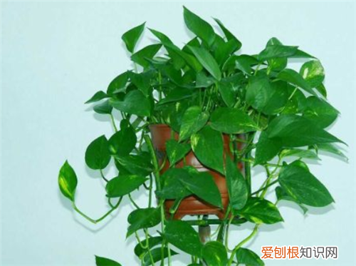 绿萝的功效与作用绿萝适合摆放在家中哪些地方