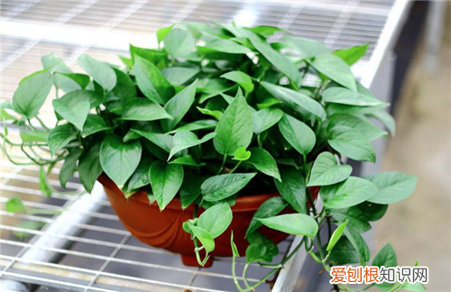 绿萝的功效与作用绿萝适合摆放在家中哪些地方