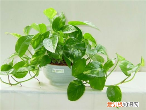 绿萝的功效与作用绿萝适合摆放在家中哪些地方