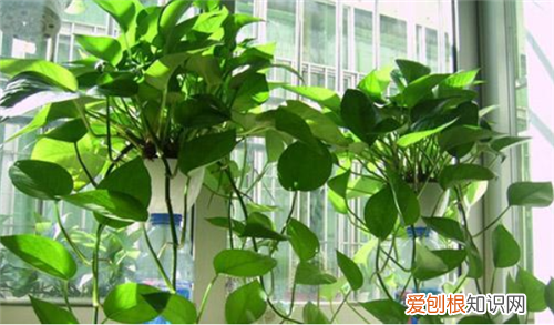 绿萝的功效与作用绿萝适合摆放在家中哪些地方