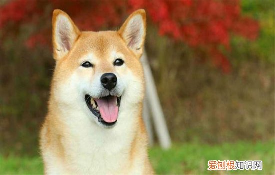 ?柴犬几个月能区分圆脸和尖脸