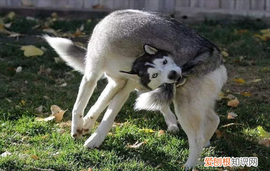 ?哈士奇性格温顺吗