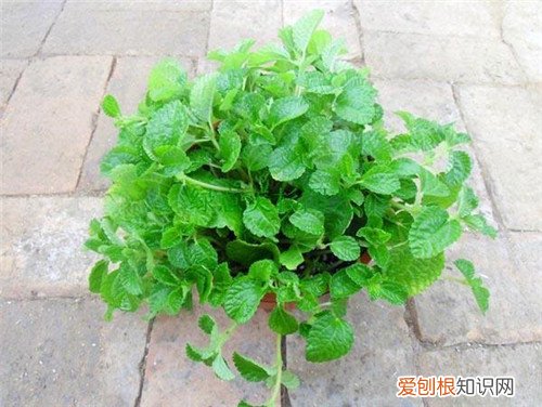 吸毒草的作用有哪些 吸毒草可以放卧室养吗