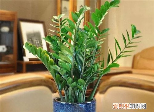 金钱树繁殖方法有哪些 金钱树繁殖注意事项