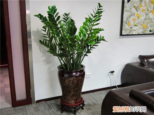 金钱树繁殖方法有哪些 金钱树繁殖注意事项