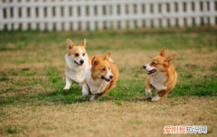 ?英国女王养的是什么狗