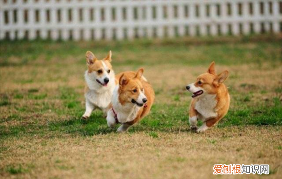 ?英国女王养的是什么狗