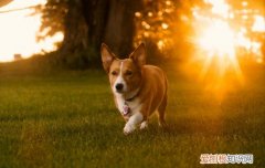 柯基感冒咳嗽吃什么药 柯基感冒咳嗽吃什么药好