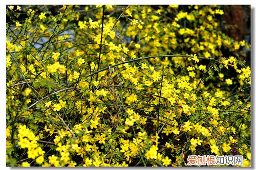 迎春花是什么颜色 迎春花什么时候开花