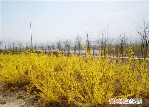 迎春花是什么颜色 迎春花什么时候开花