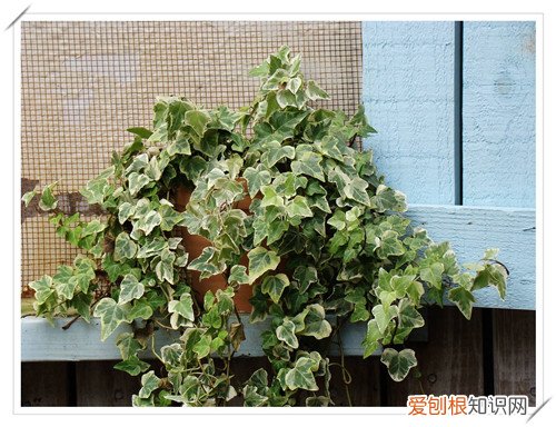 室内好养的植物有哪些 好养活的大型室内植物推荐