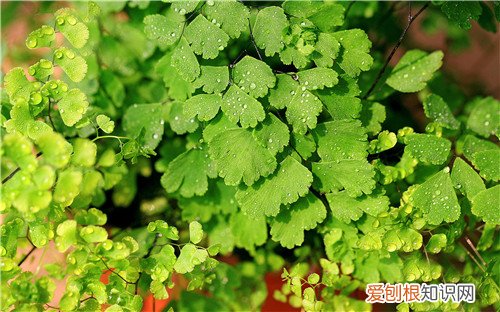 室内好养的植物有哪些 好养活的大型室内植物推荐