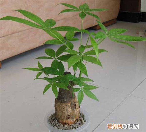 室内好养的植物有哪些 好养活的大型室内植物推荐