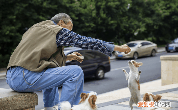 重阳节关爱老人送什么 重阳节:送老人一只宠物吧~