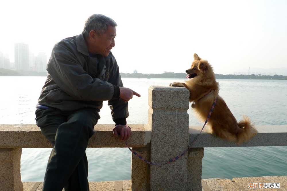 重阳节关爱老人送什么 重阳节:送老人一只宠物吧~