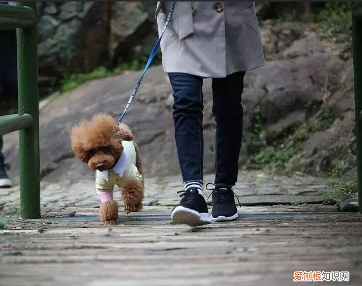 重阳节关爱老人送什么 重阳节:送老人一只宠物吧~