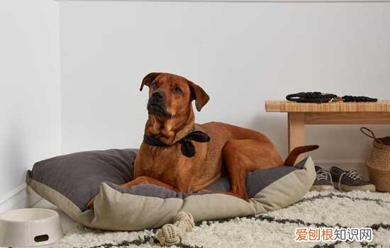 边牧多大变好看 边牧多大开始变漂亮