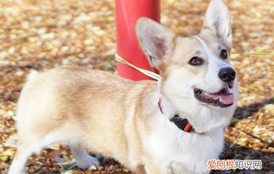 柯基感冒多久能好 柯基幼犬感冒多久能好