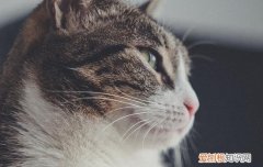 猫咪头上的猫藓越来越严重怎么办 猫头上长了猫藓怎么办