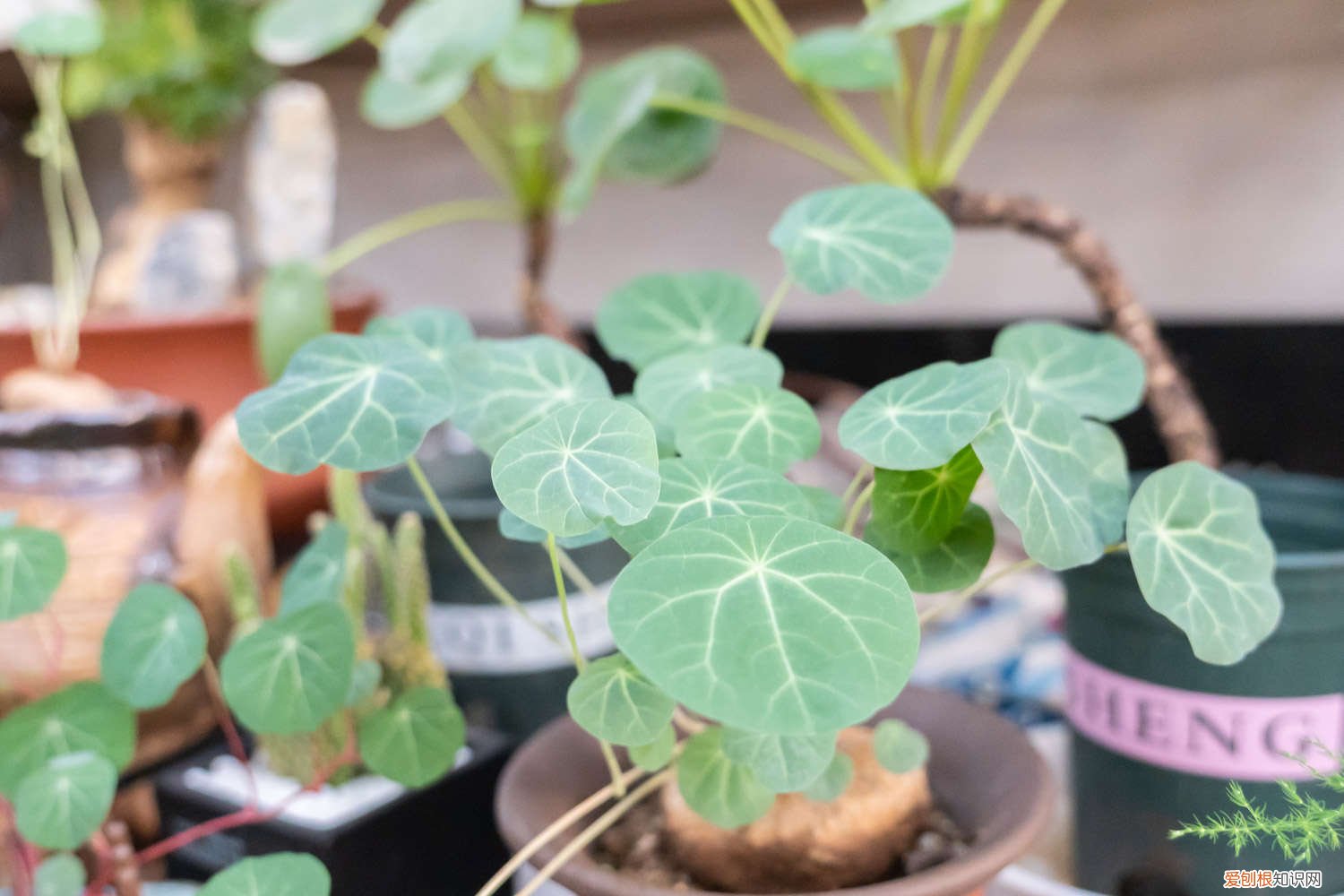 山乌龟的种植方法能水培 山乌龟的种植方法