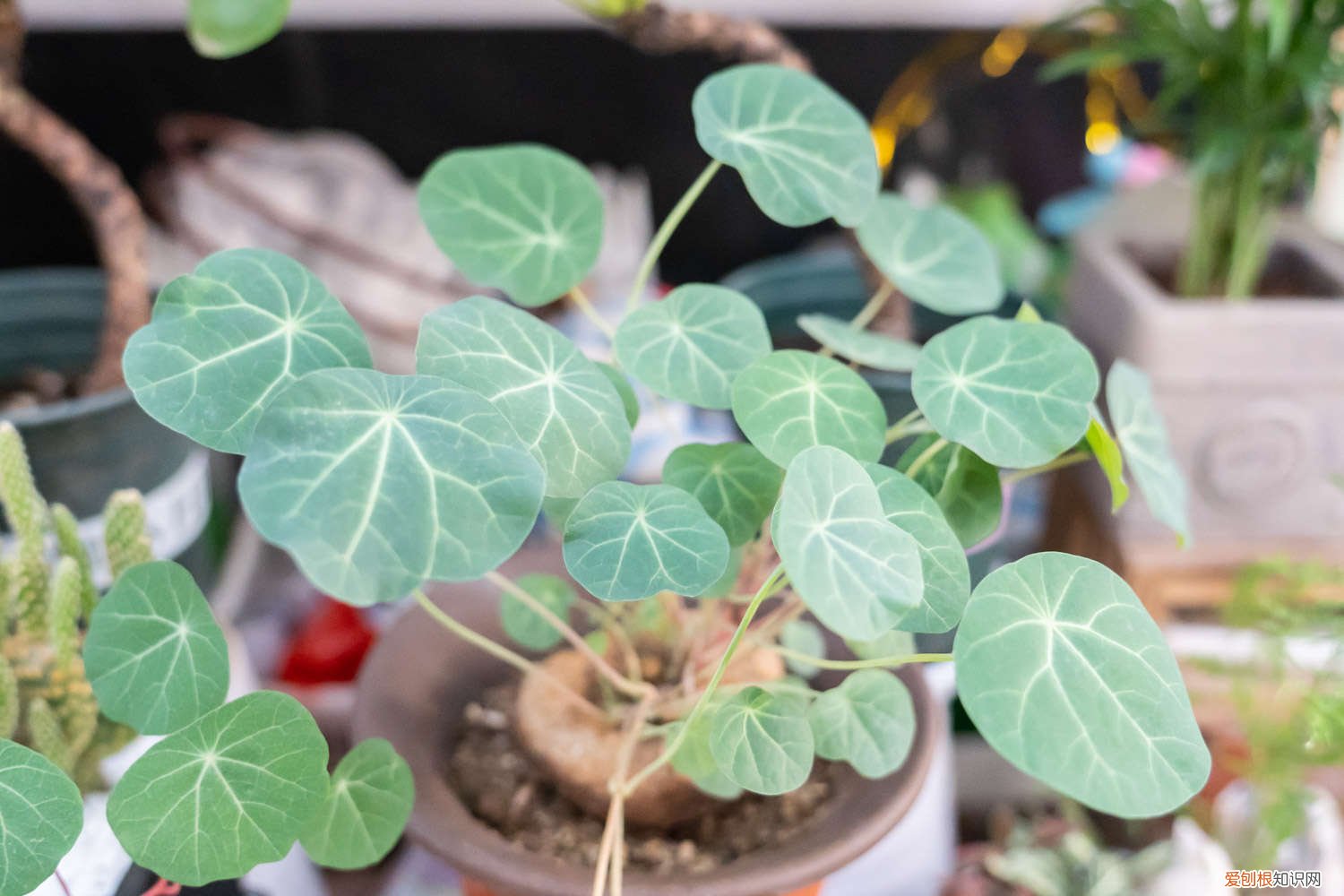 山乌龟的种植方法能水培 山乌龟的种植方法