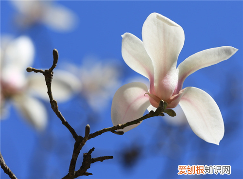 玉兰花什么时候开 玉兰花有哪些功效与作用