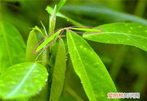 跳舞草图片大全 跳舞草会跳舞的原因解析