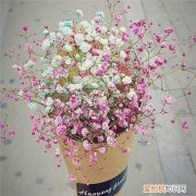 送满天星代表什么意思 满天星一般多少钱一束