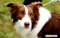 ?纯种边牧犬的特征